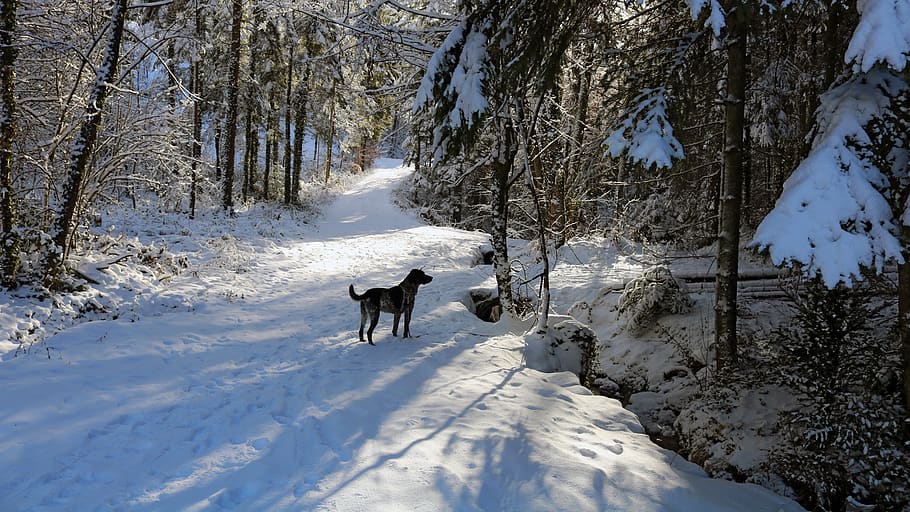 winter, snow, dog, pet, walk, nature, sun, white, cold, fur