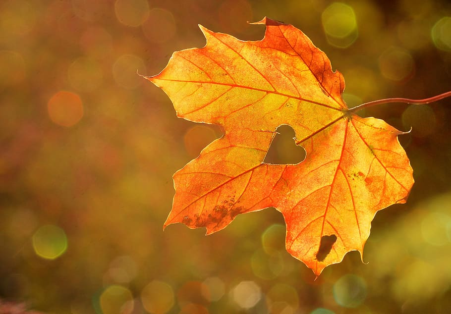 brown maple leaf, heart, sweetheart, leaf, autumn, maple, bokeh, nature, change, maple leaf