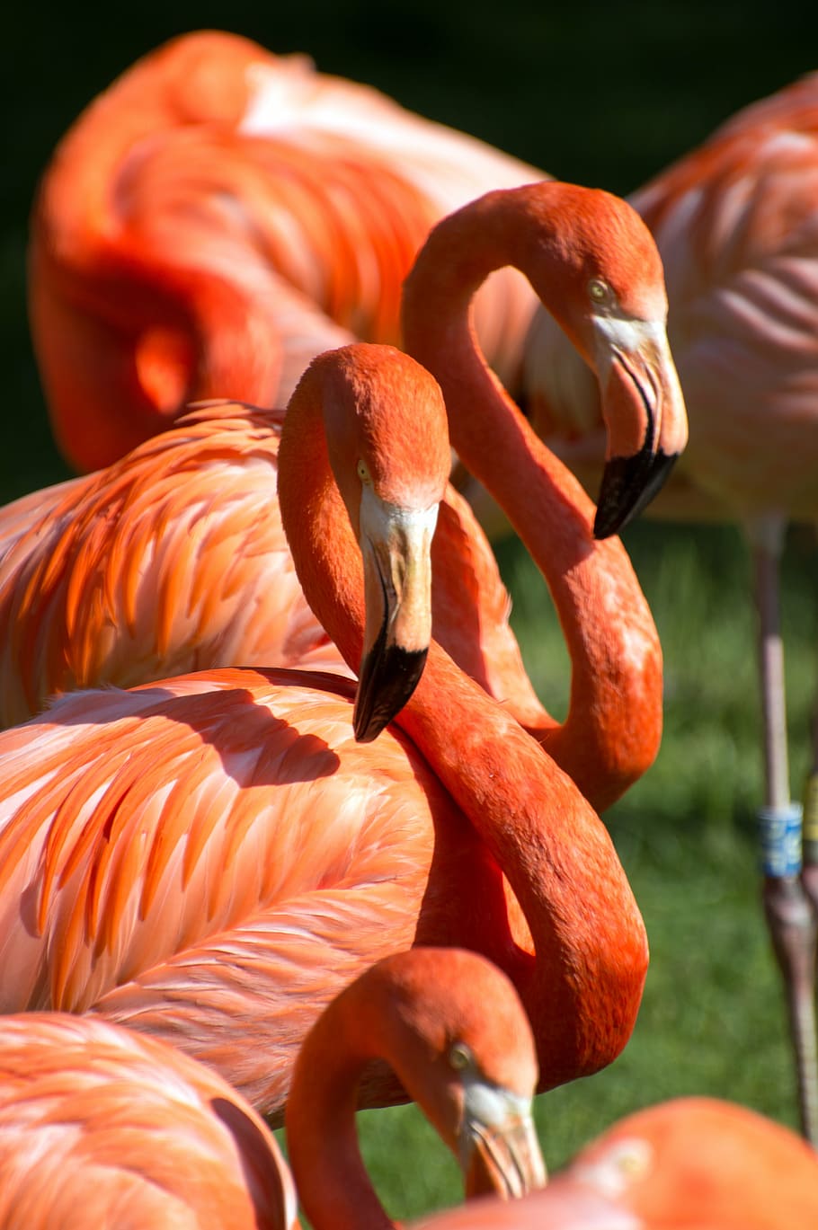closeup, orange, flamingos, red, green, zoo, bird, group, swarm, flamingo