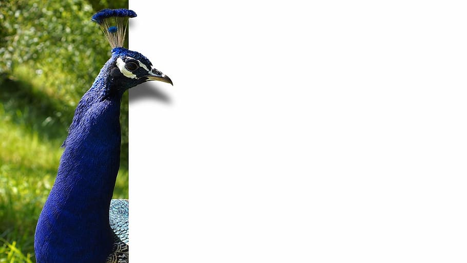 blue peacock, peacock, bird, feather, blue, map, ebv, image editing, unleashed, copyspace