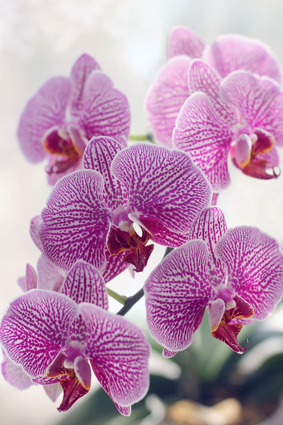 flower, orchid, beautiful flower, flora, flower orchid, tropical plants, beauty, pink flower, phalaenopsis, purple