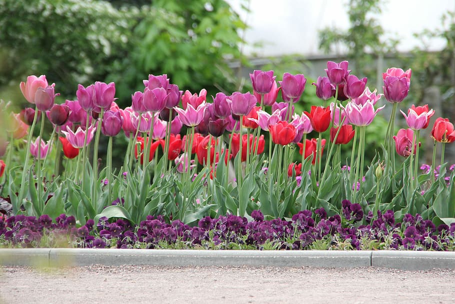 Tulipanes, Tulipa, tulpenzwiebel, cría de tulipanes, púrpura, rojo, schnittblume, flor, color rosa, planta