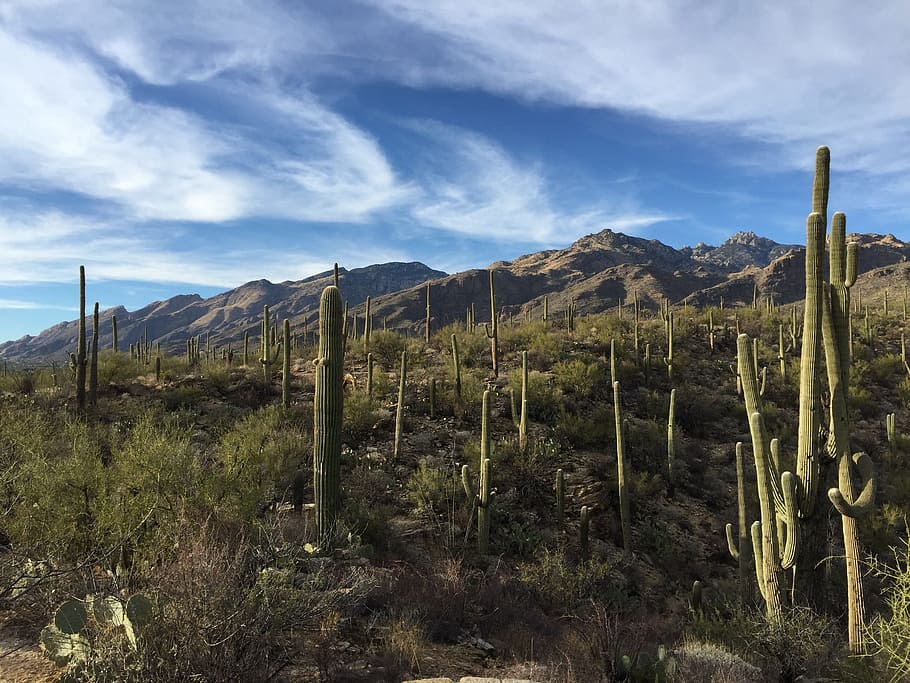 green, cactus, cloudy, sky, Saguaro Cactus, National Park, Desert, landscape, sonoran, tucson
