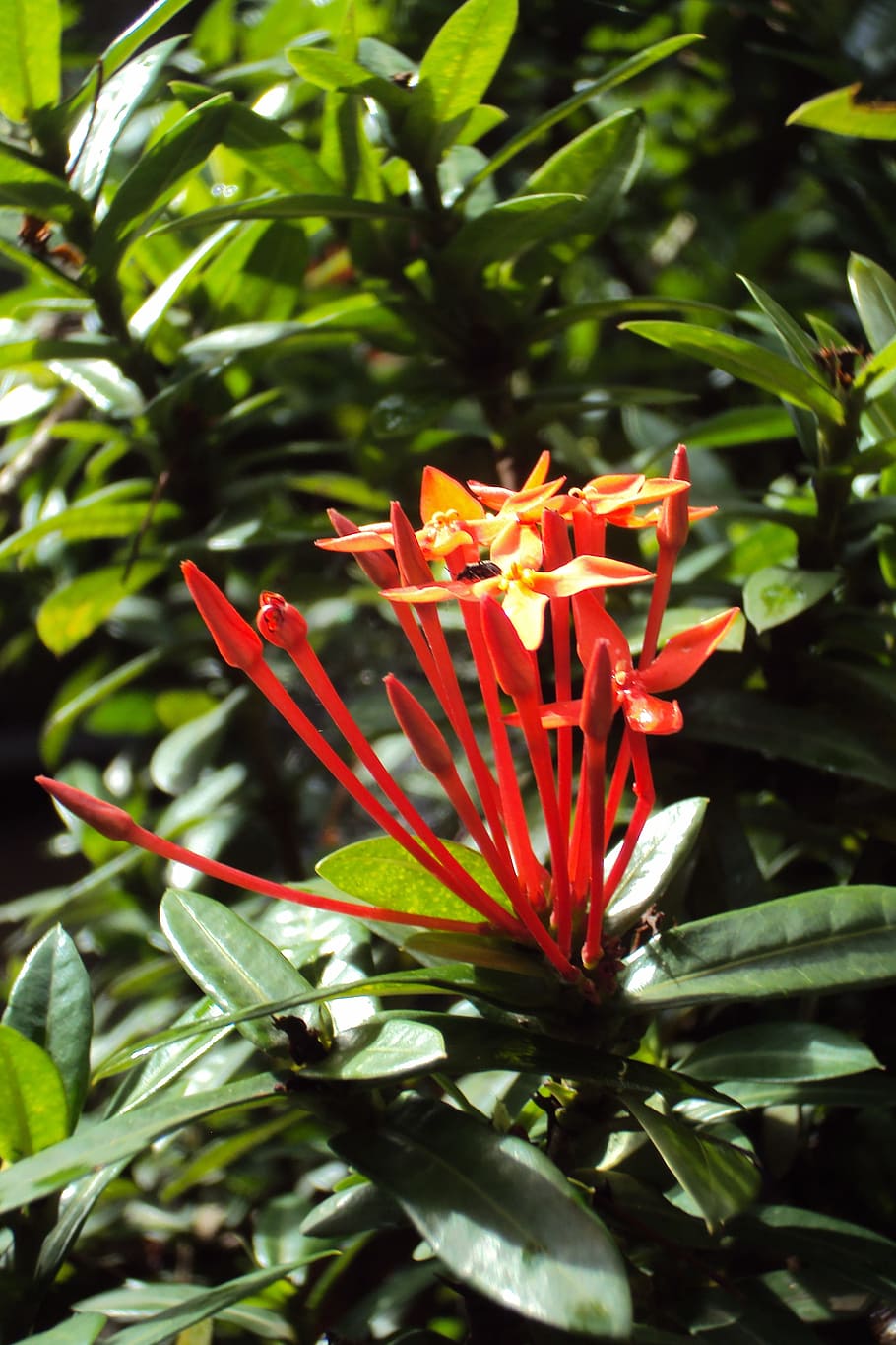 santan flower, santan, kanakambaram flower, green, red flower, flower, sri lanka, plant, growth, beauty in nature
