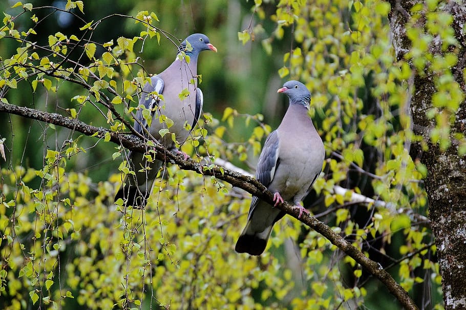 two, gray, birds perch, tree branch, lovebirds, pair, couple, whisper sweet nothings, love, animals