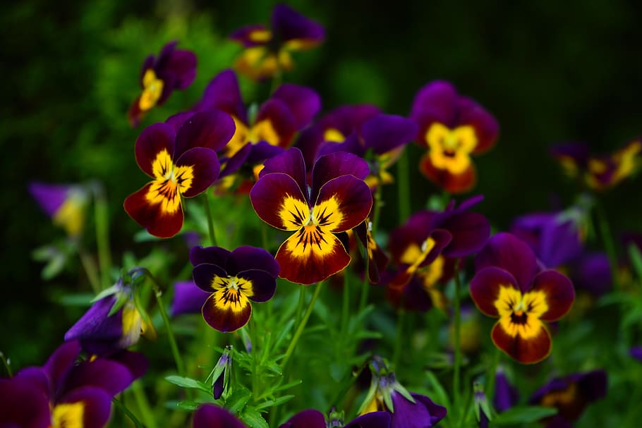 banci, bunga, mekar, kuning, ungu, viola, violaceae, warna-warni, warna, flora