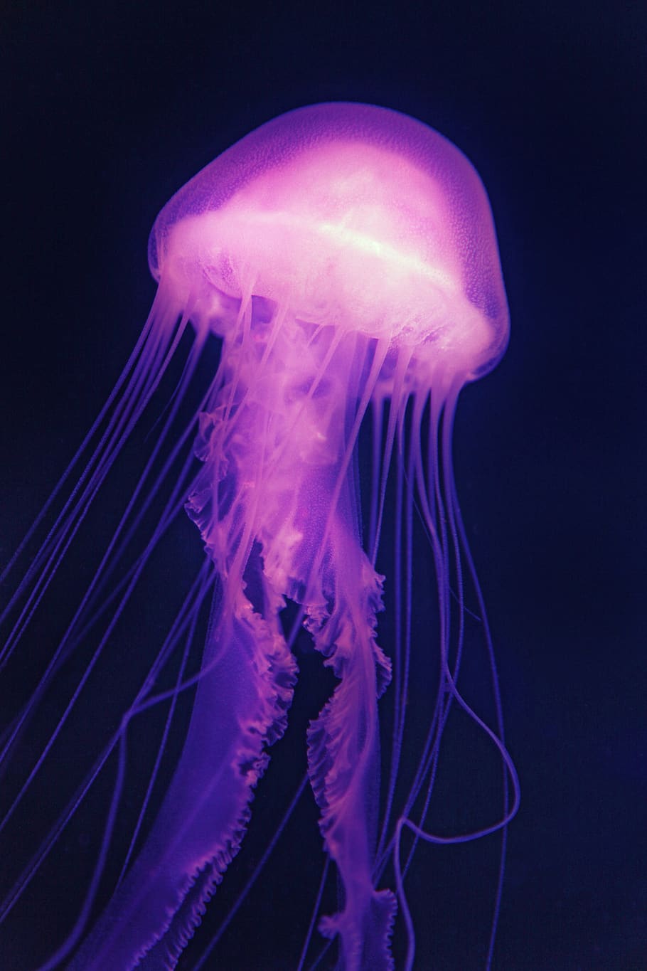 ungu, berwarna merah muda, ubur ubur, laut, jeli, medusa, akuarium, bawah air, makhluk, Bercahaya