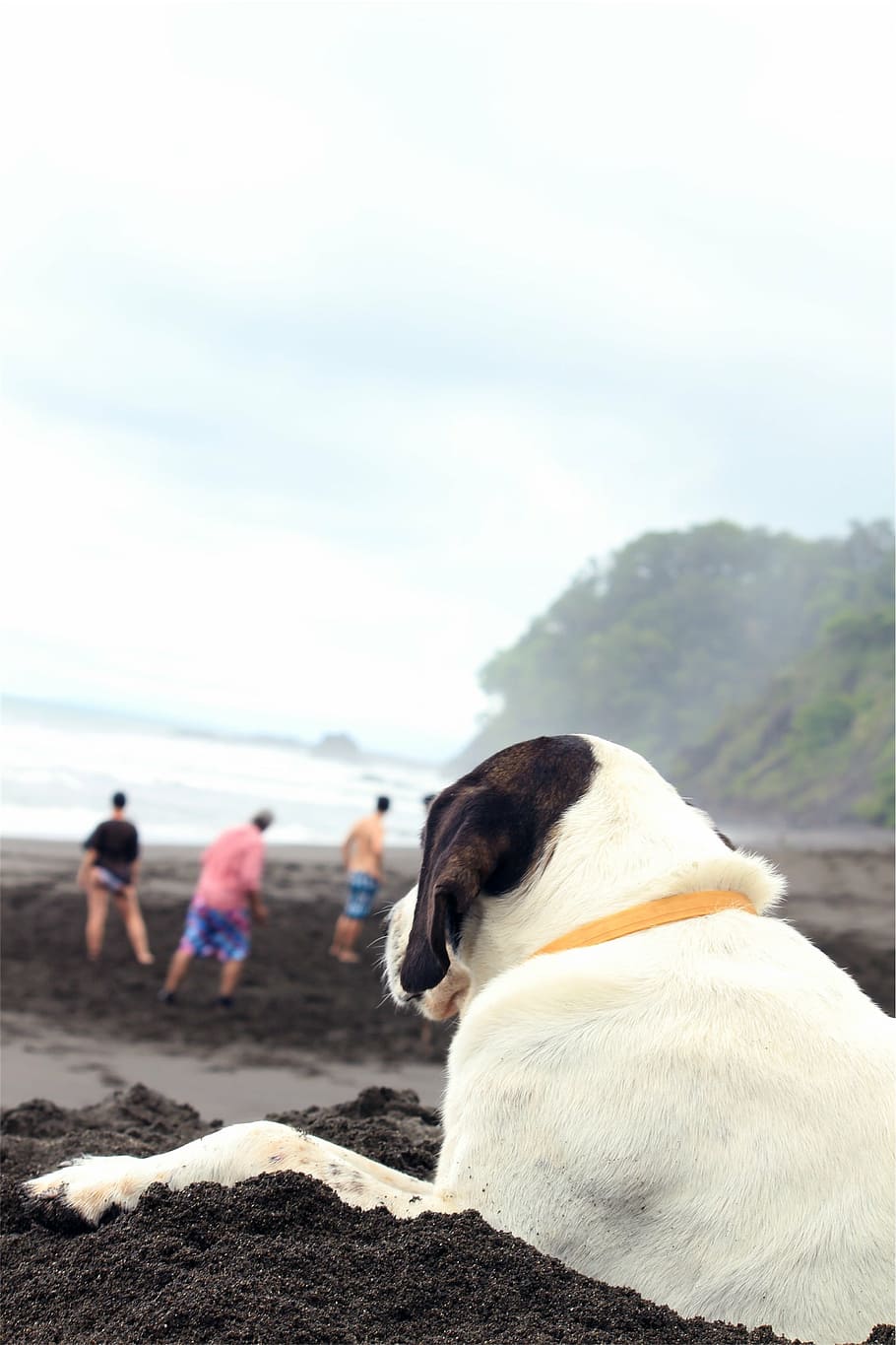 selectivo, foto de enfoque, blanco, perro, sentado, orilla del mar, en corto, acostado, arena, durante el día