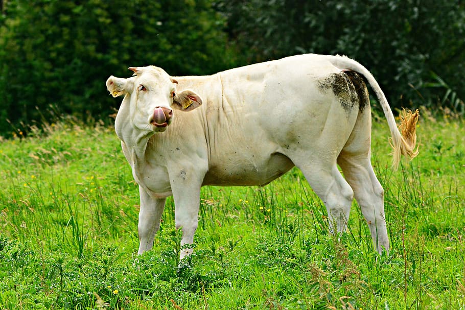 vaca, ganado, animal, mamífero, bovino, cuerno, lengua, pasto, campo, granja