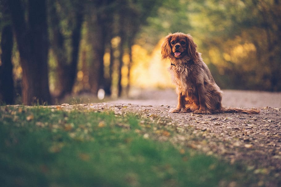 selective, focus photography, cavalier, king charles spaniel, sitting, grass, trees, daytime, red, english