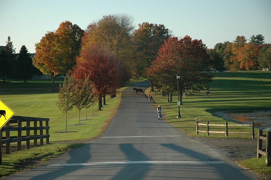 green, brown, trees, Greenfield, Massachusetts, Landscape, greenfield, massachusetts, campus, grass, park
