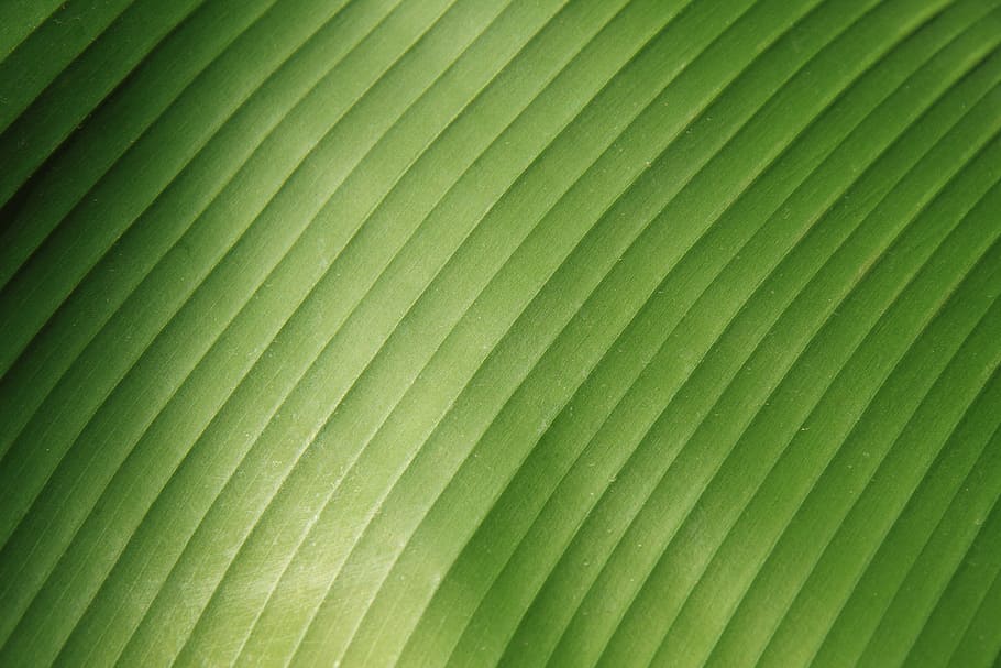 close, green, textile, abstract, background, close up, banana, close-up, detail, flora