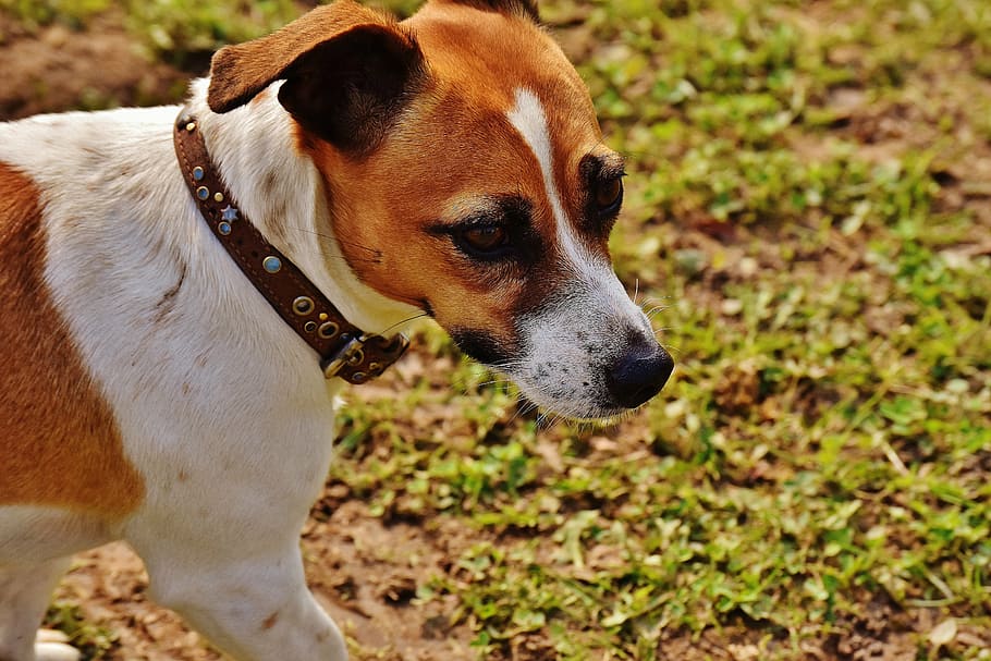 jack russell, terrier, play, meadow, race, dog, animal, pet, snout ...