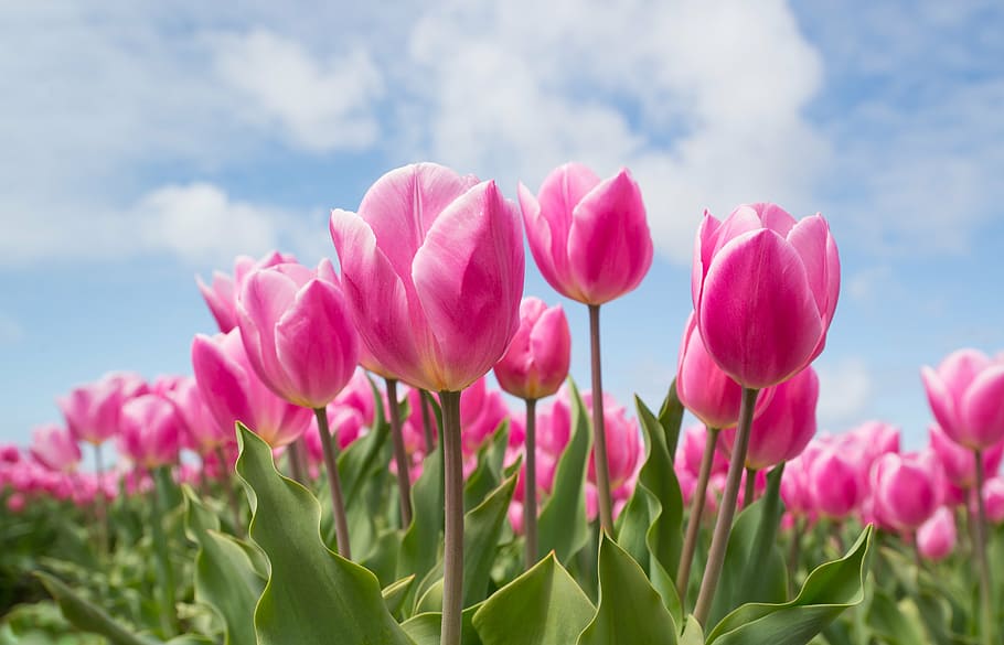 pink, tulip flowers, calm, sky, tulip, bulb, field, spring, flower, nature