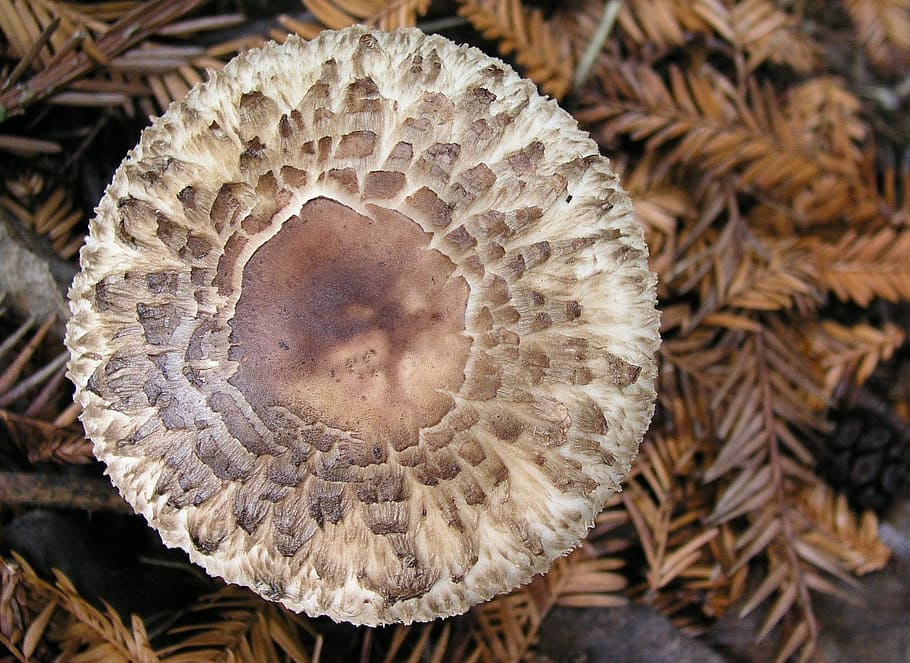 fungi, mushroom, nature, brown, close-up, pattern, fungus, plant, beauty in nature, natural pattern