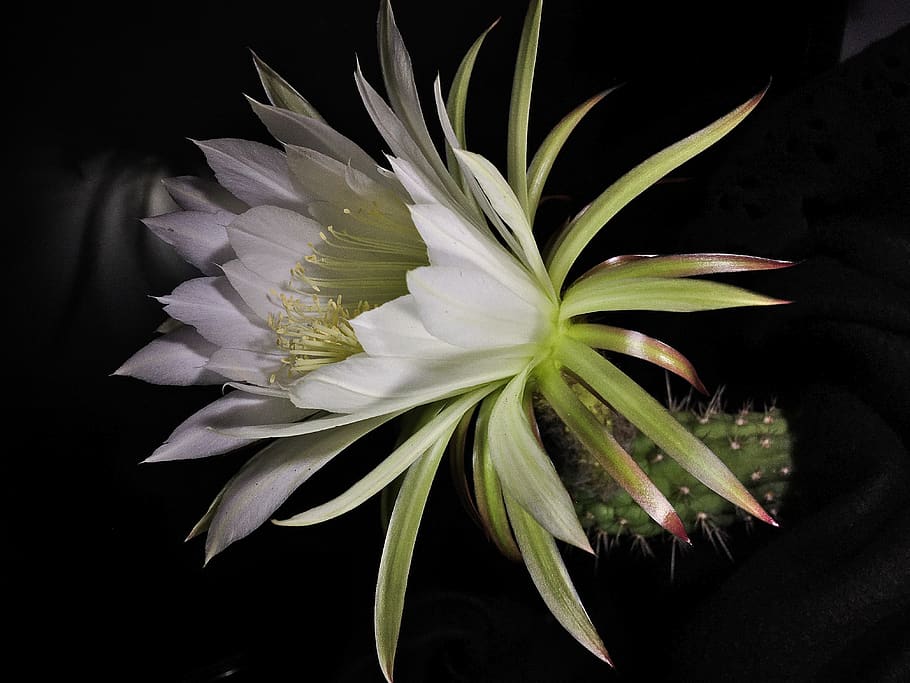 cactus flower, cactus, white, white flower, white petals, flora, thorny, tropical, flower, plant