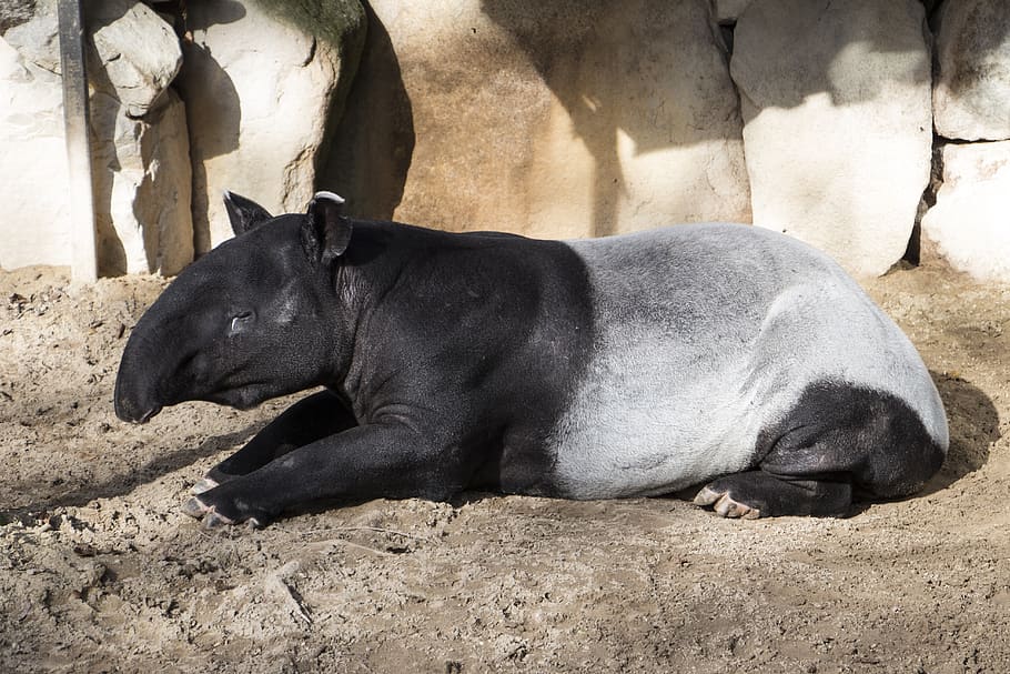 tapir malayo, tapir asiático, animal, naturaleza, tapir, mamífero herbívoro, blanco y negro, piel, pelaje, zoológico