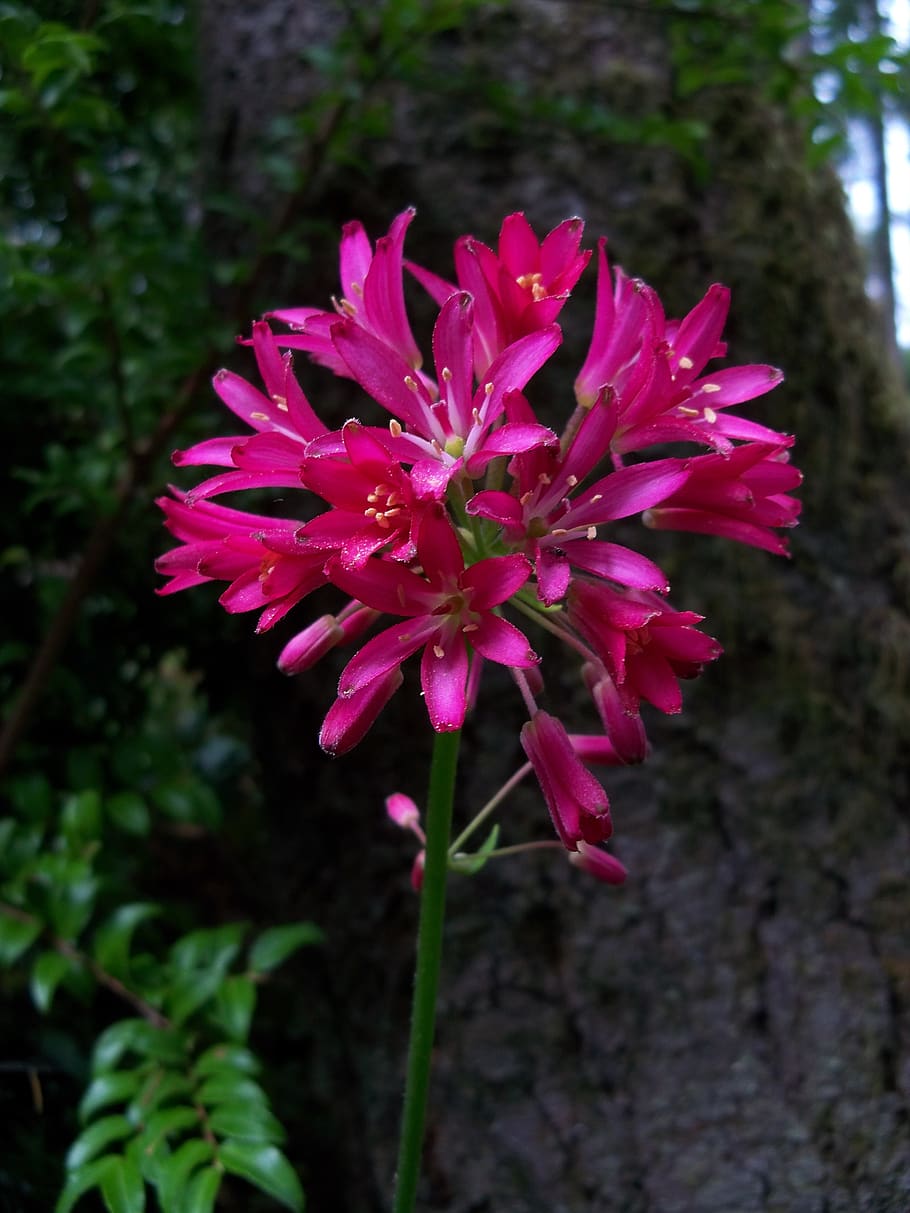 andrews clintonia, lily, red, fuschia, wildflower, northwest, blossom, plant, spring, flora