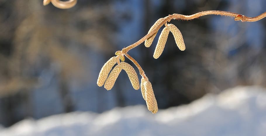 Corkscrew, Hazel, Branch, Tree, Nature, corkscrew hazel, kahl, winter, close, hanging