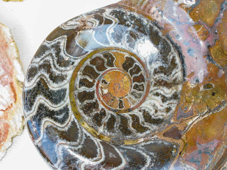 fossil, petrified, petrification, snail shell, pattern, close-up, art and craft, indoors, creativity, design