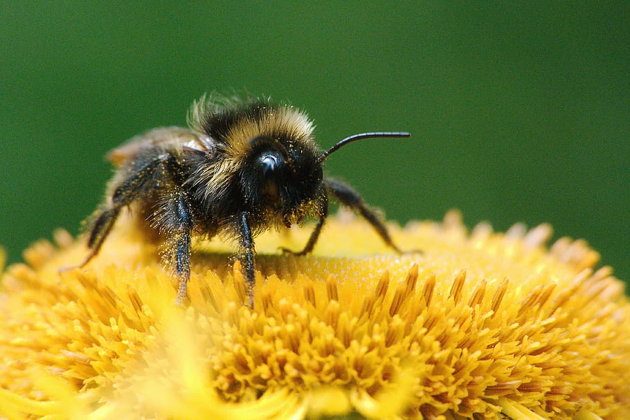 close-up photography, honeybee, sunflower, nature, insect, pollen, bee, honey, pollination, plant