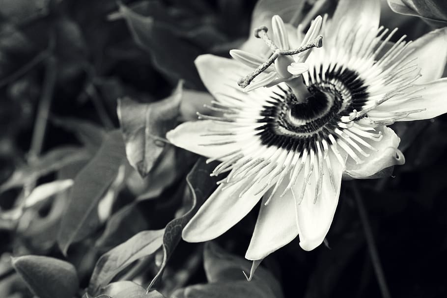 passiflora, black and white, floral, atmosphere, vintage, romance, flower, blooming, bloom, passion flower