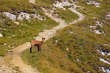 chamois-mountain-prato-pasubio-royalty-free-thumbnail.jpg