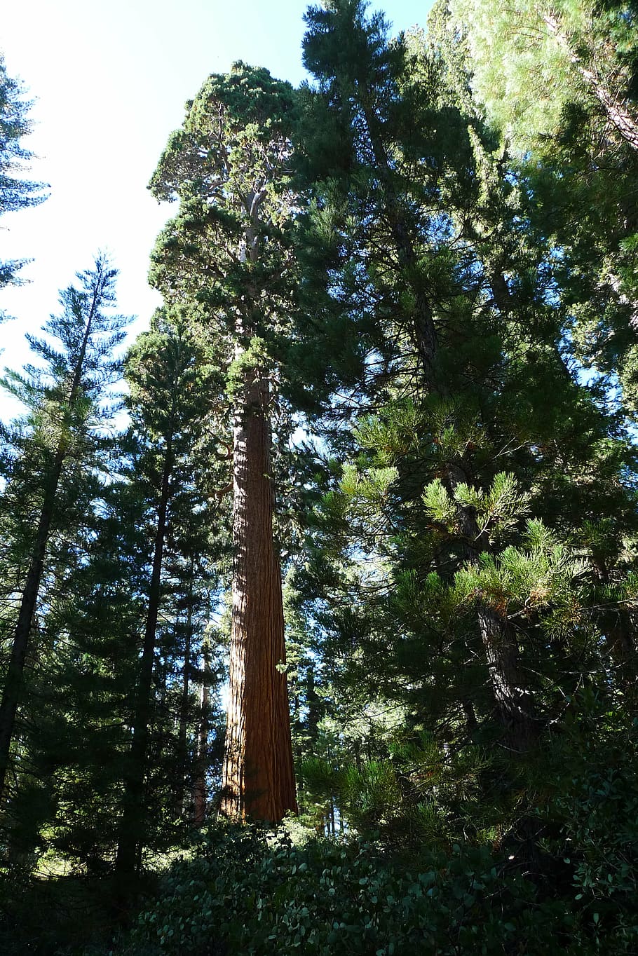 redwood, tree, nature, forest, wood, sequoia, california, tall, plant, growth