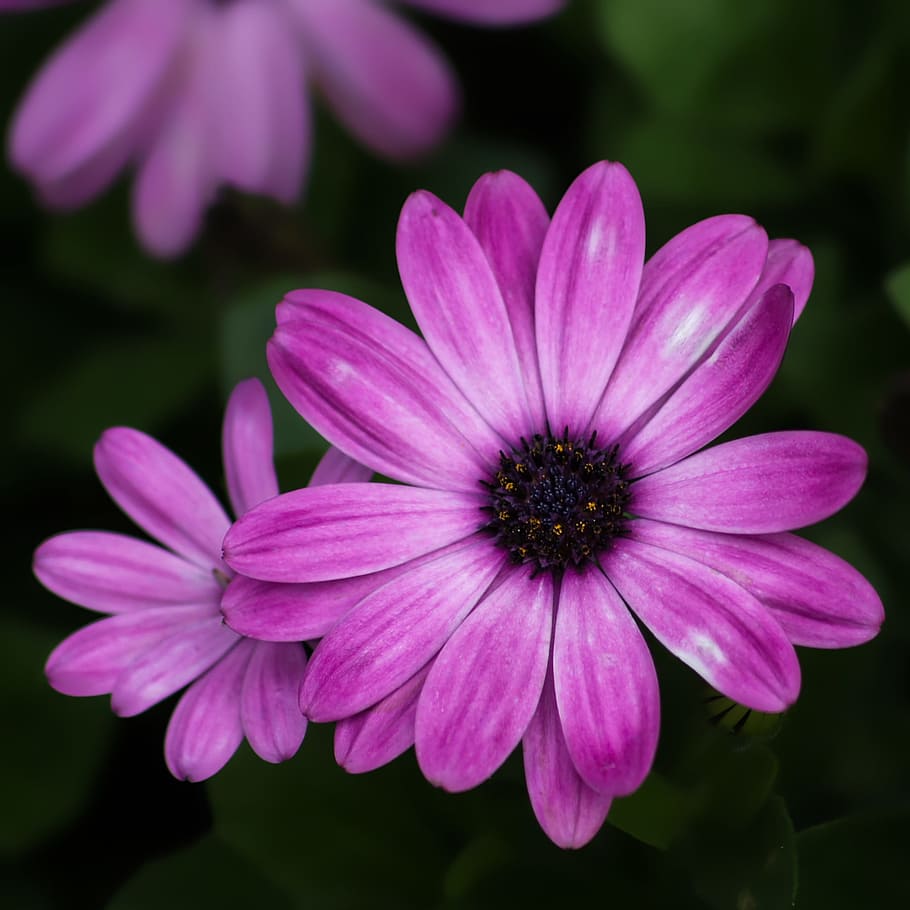 Flower, Purple, Close-Up, nature, plant, macro, pink Color, beauty In Nature, summer, daisy