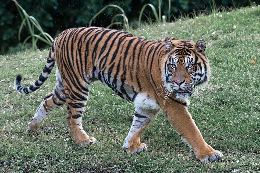 brown, tiger, green, grass, daytime, cat, predator, striped, carnivore, mammal