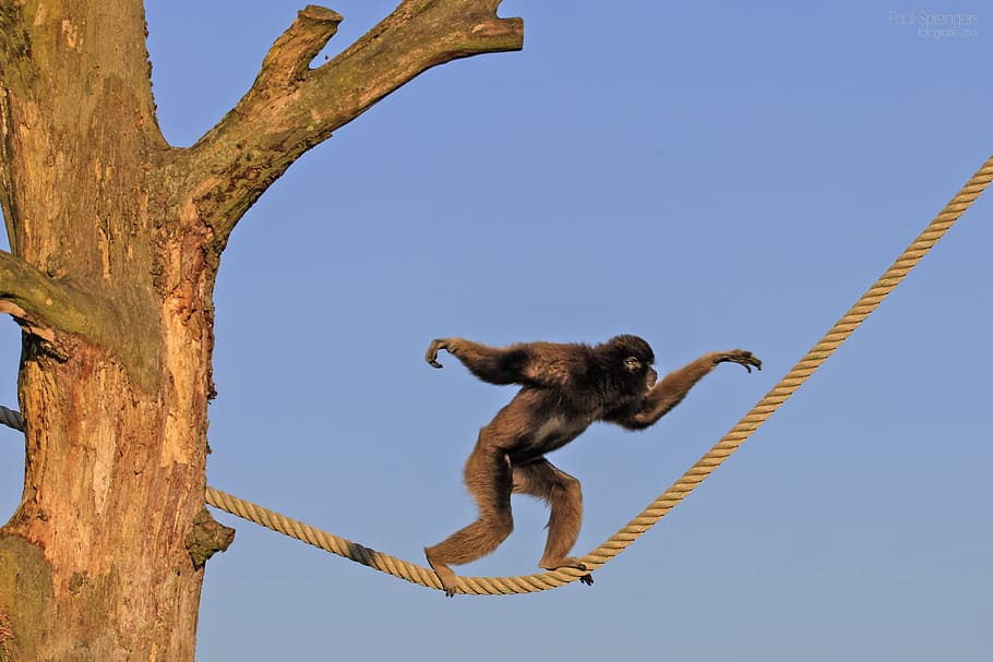 black, monkey, walking, yellow, rope, daytime, berber monkey, monkeys, zoo, tightrope