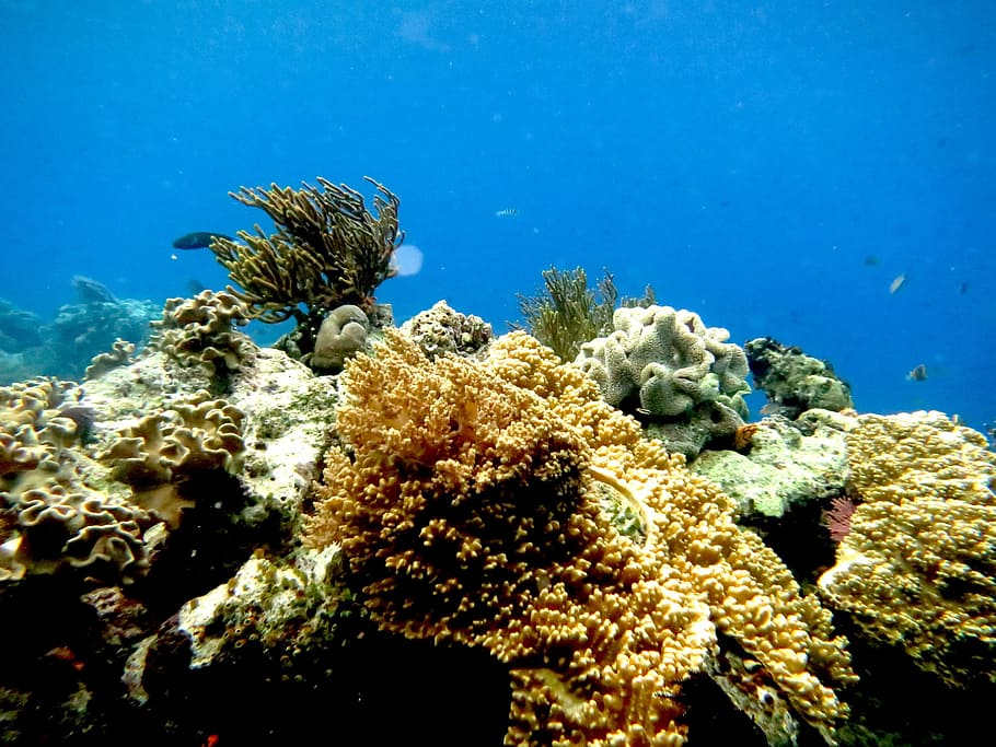 Sea, Diving, Coral, Marin, Submarine, underwater, undersea, reef, sea life, animal wildlife