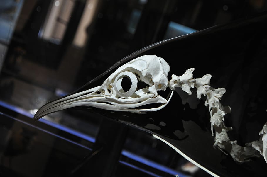 Penguin, Skeleton, Museum, Skull, taxidermy, bird, close-up, indoors, day, film industry