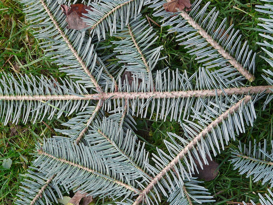 tannenzweig, pine needles, fir, silver fir, white fir, abies, alba, branch, wood, plant