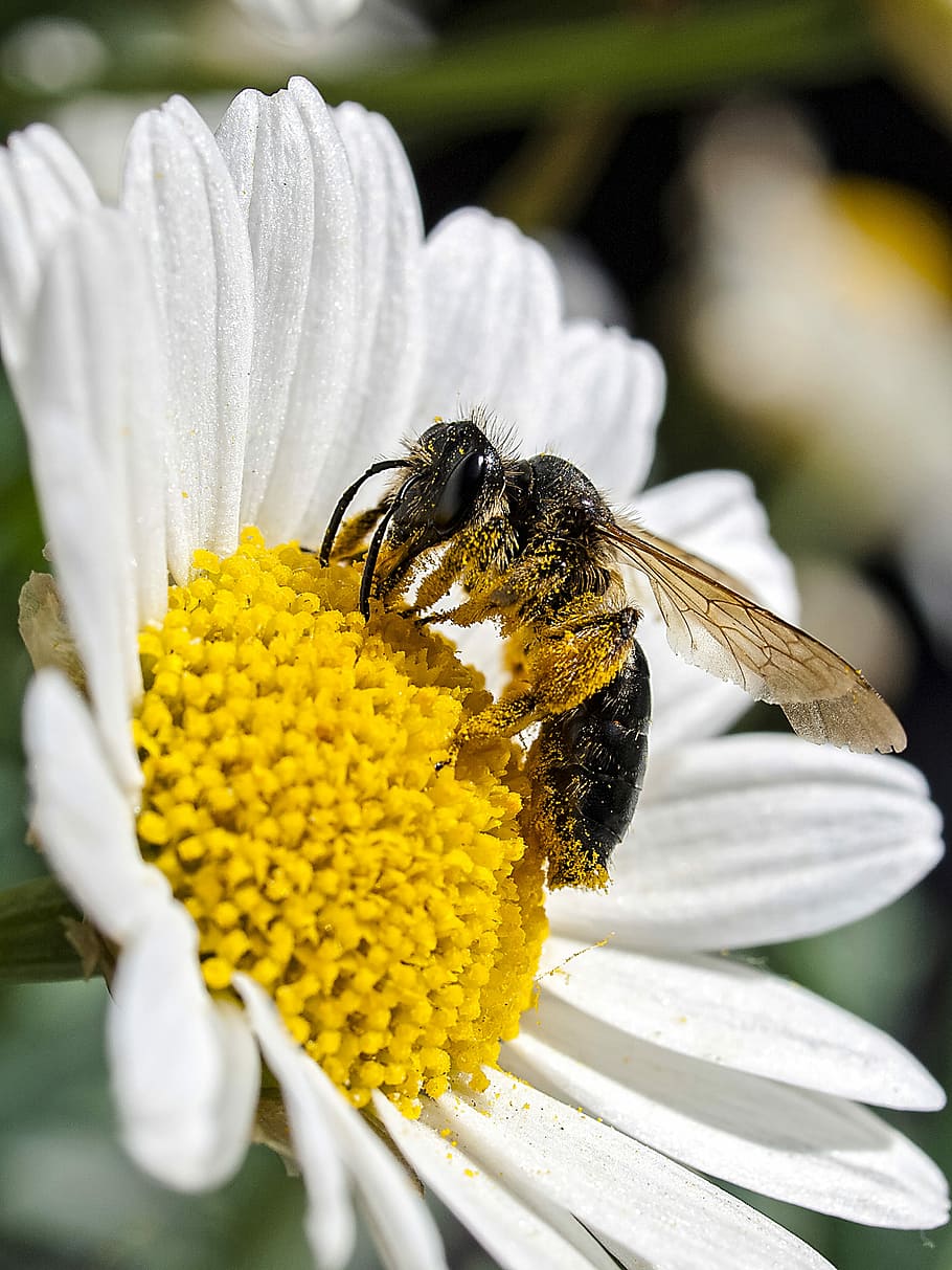 Lebah madu, lebah, serangga, alam, hewan, bunga, satu hewan, kuning, hewan di alam liar, hewan satwa liar
