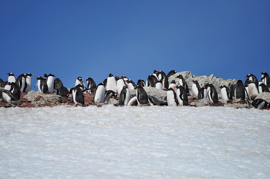 penguins, antarctica, blue sky, wild, animal, south, polar, gentoo, tourism, large group of animals