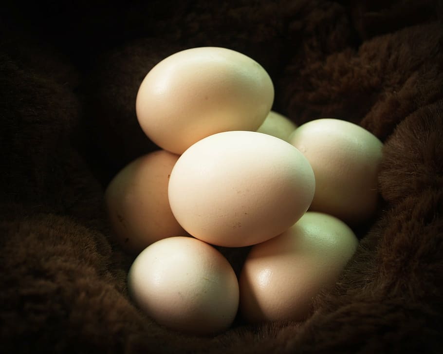 selective, focus, beige, eggs, brown, textile, egg, fresh, cholesterol, farm