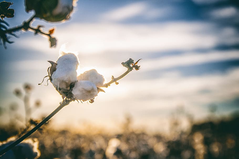 superficial, fotografía de enfoque, blanco, flor de pétalo, algodón, sur, alabama, agricultura, país, planta
