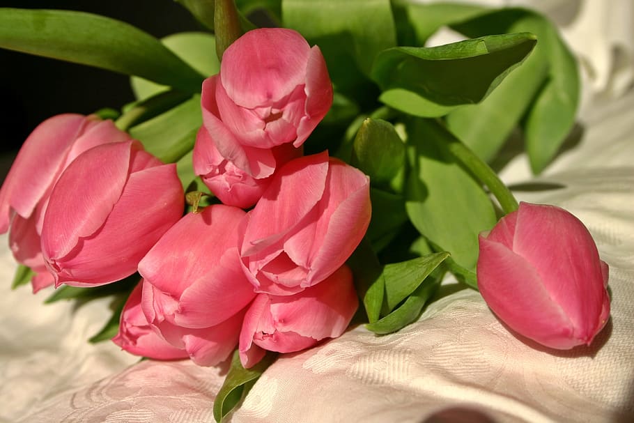 pink, tulips, beige, garment, tulip, tulip bouquet, spring, flowers, bouquet, spring flower