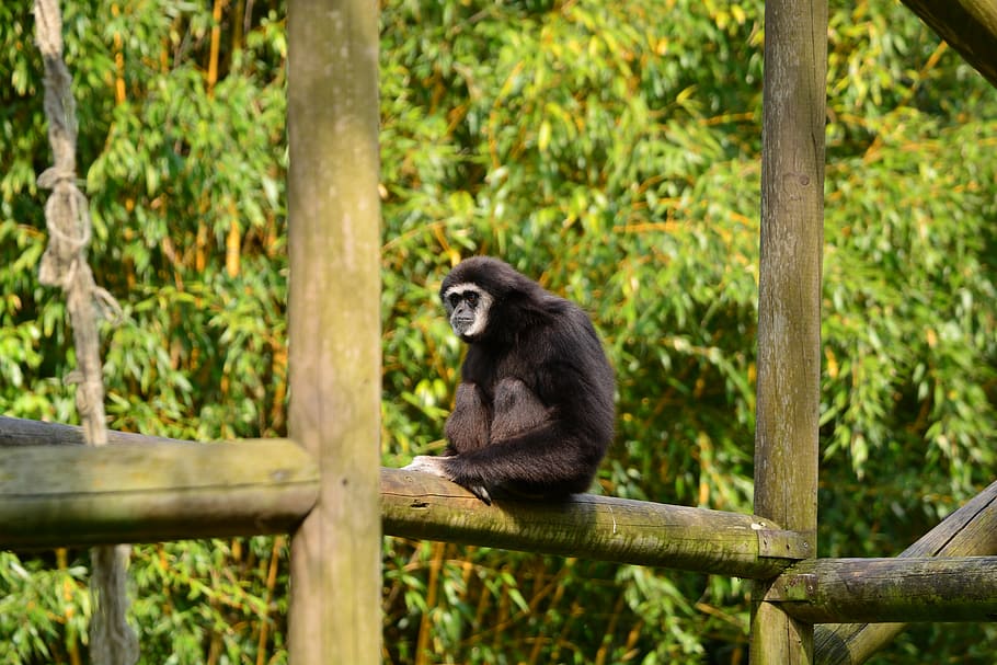 gibbons, monkey, black, mammal, zoo, animal world, nature, intelligent, animal wildlife, primate