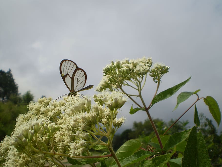 butterfly, of cristal, transparent, hostal, sucking, plant, nature, growth, sky, day