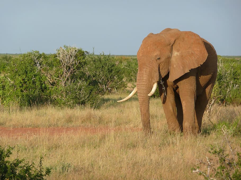 Elefante, Africano, Quênia, Tsavo, Mamífero, natureza, tronco, animais selvagens, selvagem, safari