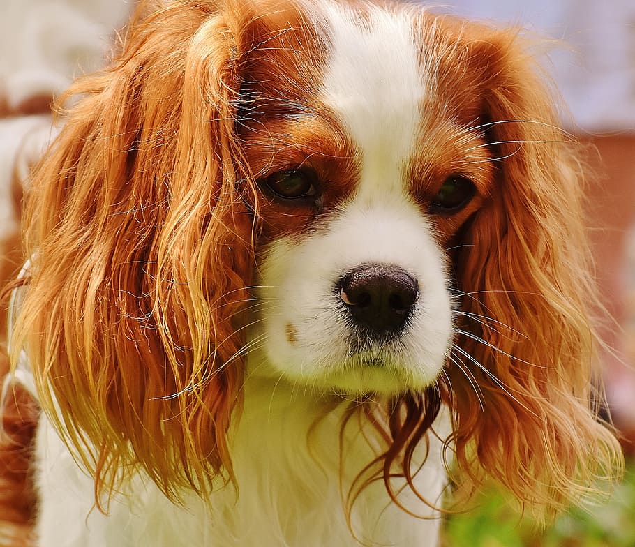 55+ Puppy Cavalier King Charles Spaniel Brown And White