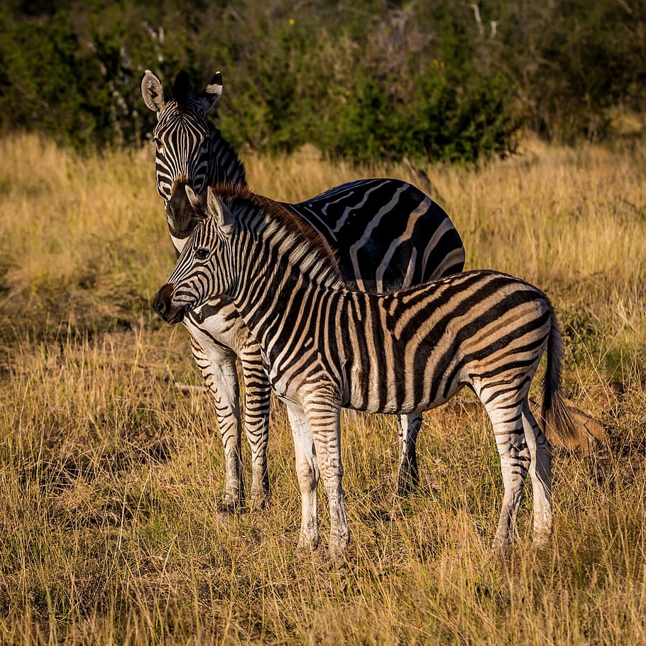 fotografi satwa liar, dua, zebra putih-dan-hitam, zebra, hewan, margasatwa, alam, luar ruangan, hijau, rumput