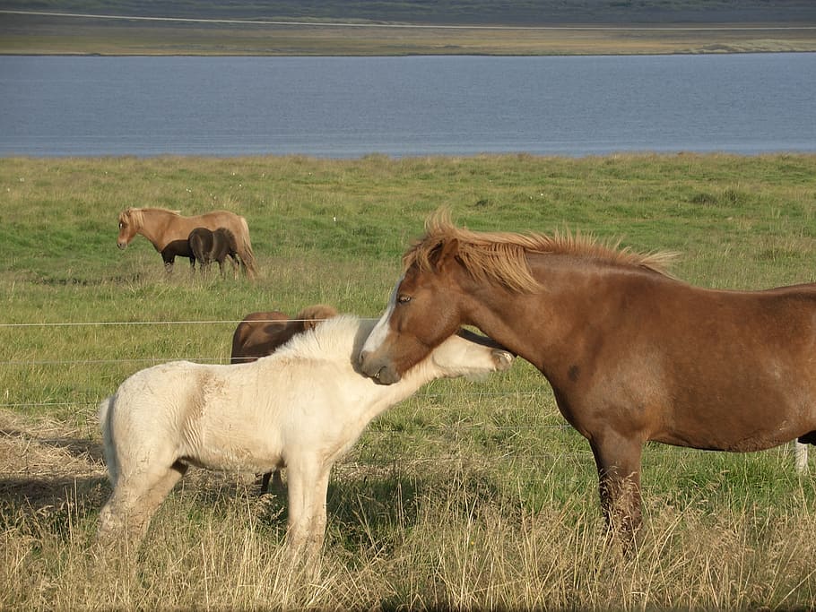 アイスランド, 馬, 自然, 動物, 動物のグループ, 哺乳類, 動物のテーマ, 草, 家畜, フィールド