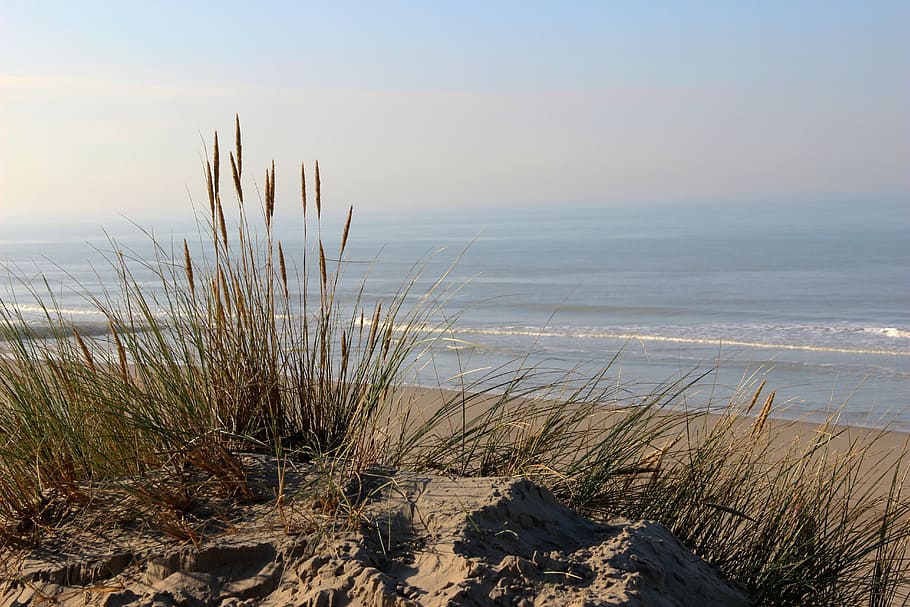 sea, grass, nature, plumes, sunset, beach, marram grass, sand, sand dune, tranquil scene