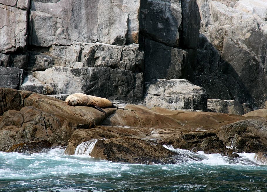 Stellar Sea Lion, Rocks, sleeping, looking, coast, alaska, kenai fjords national park, usa, marine, wildlife