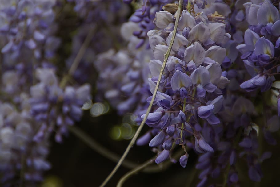 wisteria, blue rain, blütenmeer, flowers, grape, flower, flowering plant, plant, fragility, vulnerability