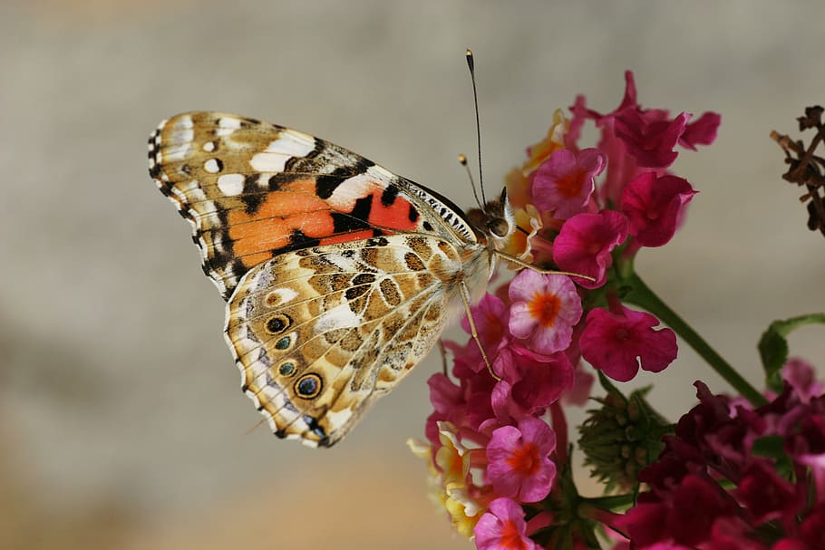 brown, orange, butterfly perching, red, flowers, selective, focus photography, butterfly, moth, insect