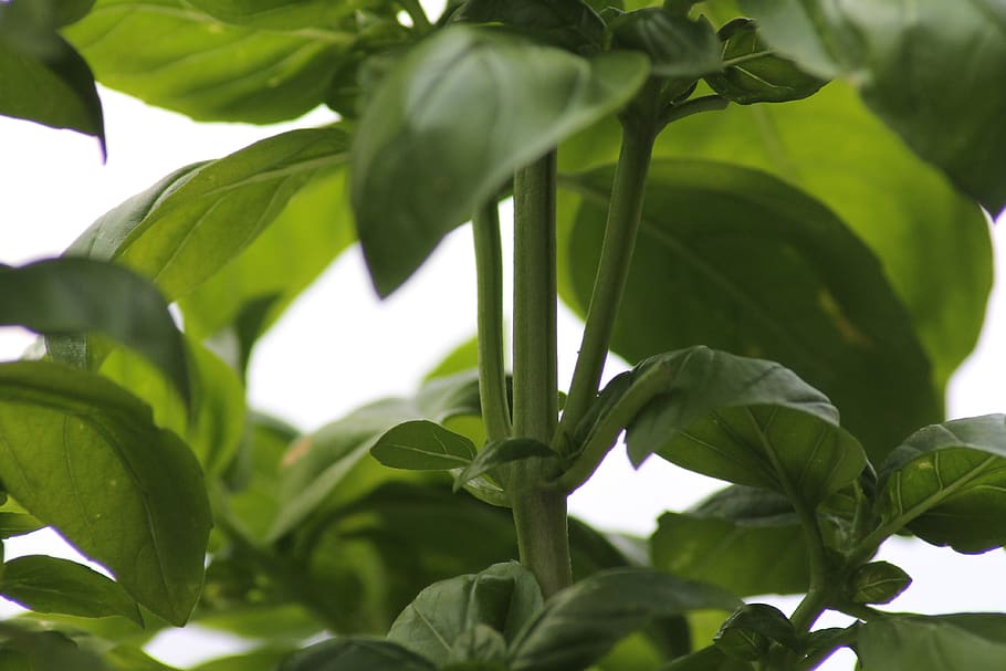basil, herbs, eat, spices, leaves, healthy, bio, pasta, plant, green